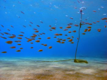 Crete / This photo is taken in Crete while I was snorkeling by Johan Nilsson 